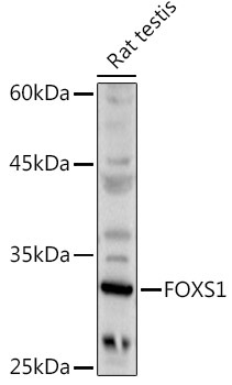 FOXS1 Rabbit Polyclonal Antibody
