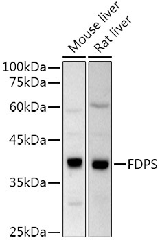 FPS/FDPS Rabbit Polyclonal Antibody