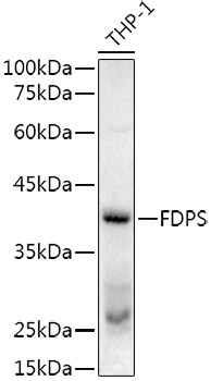 FPS/FDPS Rabbit Polyclonal Antibody - Image 2