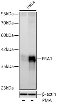 FRA1 Rabbit Monoclonal Antibody