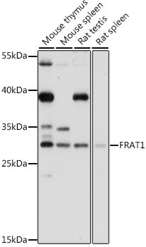FRAT1 Rabbit Polyclonal Antibody