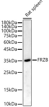 FRZB Rabbit Polyclonal Antibody