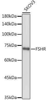 FSHR Rabbit Polyclonal Antibody