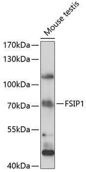 FSIP1 Rabbit Polyclonal Antibody