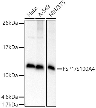 FSP1/S100A4 Rabbit Polyclonal Antibody