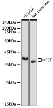 FST Rabbit Polyclonal Antibody