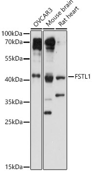 FSTL1 Rabbit Polyclonal Antibody