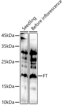 FT Rabbit Polyclonal Antibody