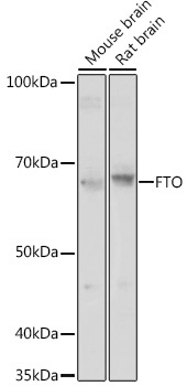 FTO Rabbit Polyclonal Antibody