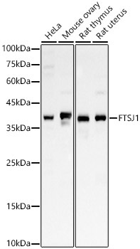 FTSJ1 Rabbit Polyclonal Antibody