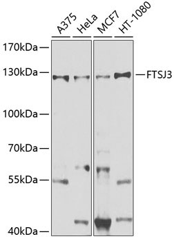 FTSJ3 Rabbit Polyclonal Antibody