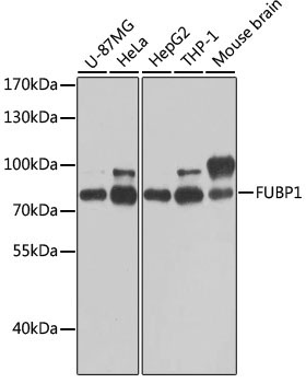 FUBP1 Rabbit Polyclonal Antibody