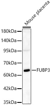 FUBP3 Rabbit Polyclonal Antibody