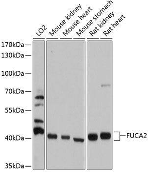 FUCA2 Rabbit Polyclonal Antibody