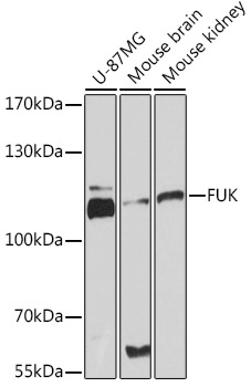 FUK Rabbit Polyclonal Antibody
