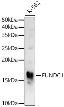 FUNDC1 Rabbit Polyclonal Antibody