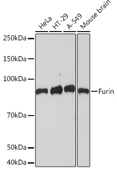Furin Rabbit Monoclonal Antibody