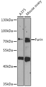 Furin Rabbit Polyclonal Antibody