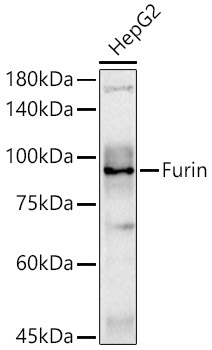 Furin Rabbit Polyclonal Antibody