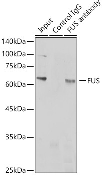 FUS Rabbit Polyclonal Antibody - Image 4