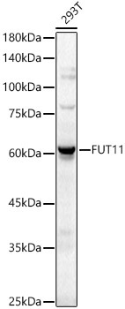 FUT11 Rabbit Polyclonal Antibody