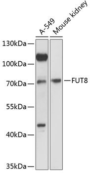 FUT8 Rabbit Polyclonal Antibody