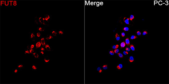 FUT8 Rabbit Polyclonal Antibody - Image 2