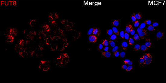 FUT8 Rabbit Polyclonal Antibody - Image 3