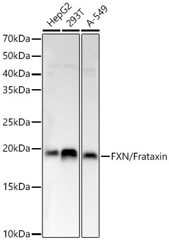FXN / Frataxin Rabbit Polyclonal Antibody