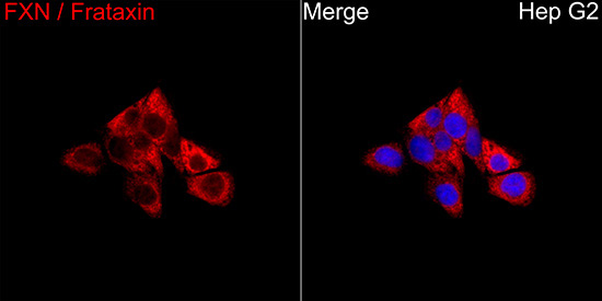 FXN / Frataxin Rabbit Polyclonal Antibody - Image 4