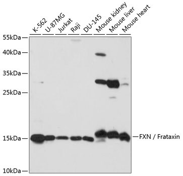 FXN / Frataxin Rabbit Polyclonal Antibody