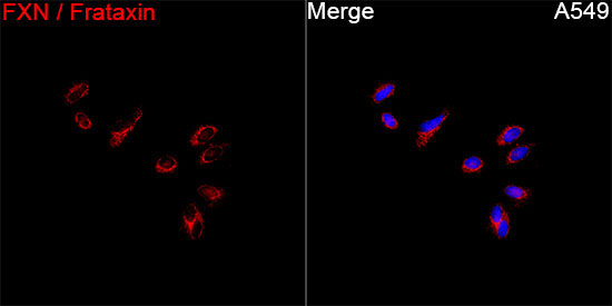 FXN / Frataxin Rabbit Polyclonal Antibody - Image 4