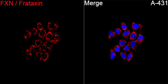 FXN / Frataxin Rabbit Polyclonal Antibody - Image 5