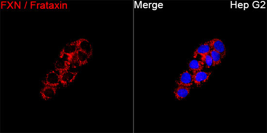 FXN / Frataxin Rabbit Polyclonal Antibody - Image 6