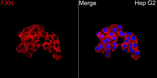 FXN / Frataxin Rabbit Polyclonal Antibody - Image 12