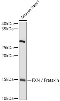 FXN / Frataxin Rabbit Polyclonal Antibody - Image 2