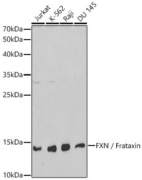 FXN / Frataxin Rabbit Polyclonal Antibody - Image 3