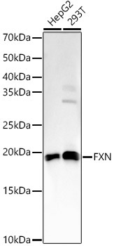 FXN Rabbit Polyclonal Antibody