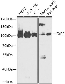 FXR2 Rabbit Polyclonal Antibody
