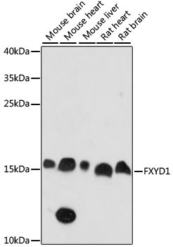 FXYD1 Rabbit Polyclonal Antibody