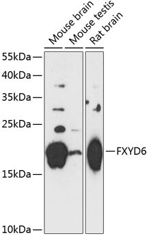 FXYD6 Rabbit Polyclonal Antibody