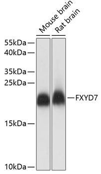 FXYD7 Rabbit Polyclonal Antibody