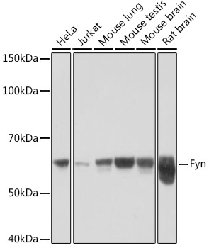 Fyn Rabbit Monoclonal Antibody