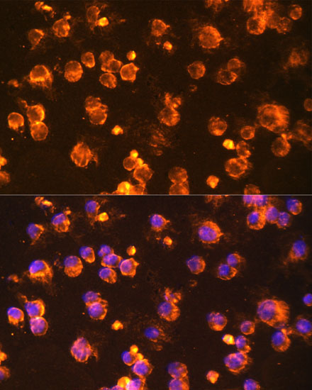 Fyn Rabbit Polyclonal Antibody - Image 4