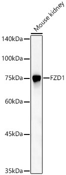 FZD1 Rabbit Polyclonal Antibody