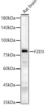 FZD3 Rabbit Polyclonal Antibody