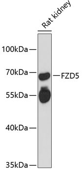 FZD5 Rabbit Polyclonal Antibody