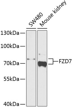 FZD7 Rabbit Polyclonal Antibody