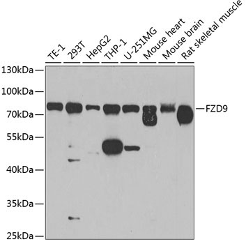 FZD9 Rabbit Polyclonal Antibody