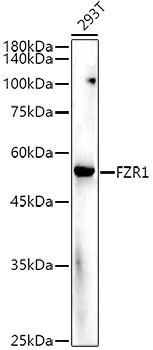 FZR1 Rabbit Polyclonal Antibody